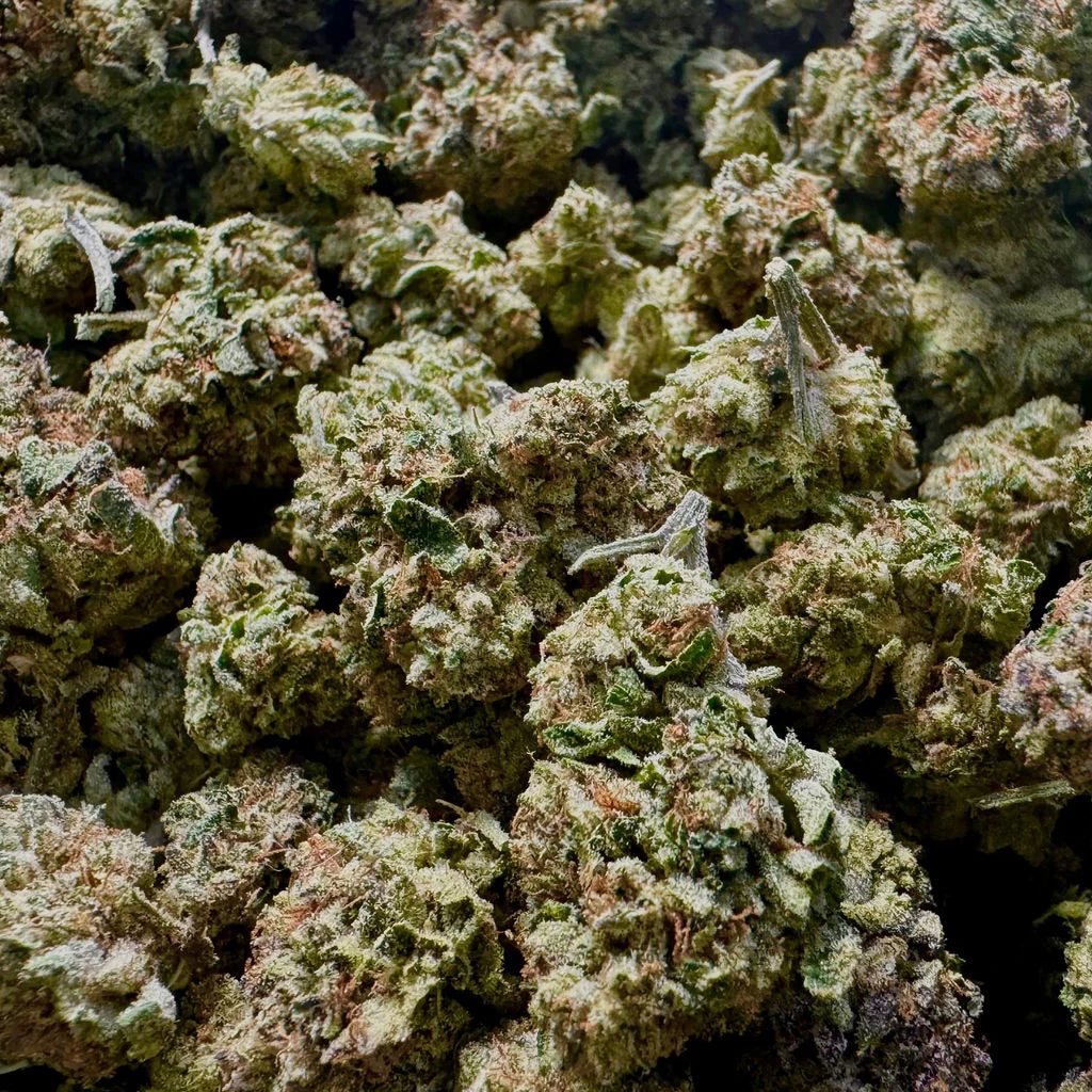 Sweet Heat Panama Red (Sativa)