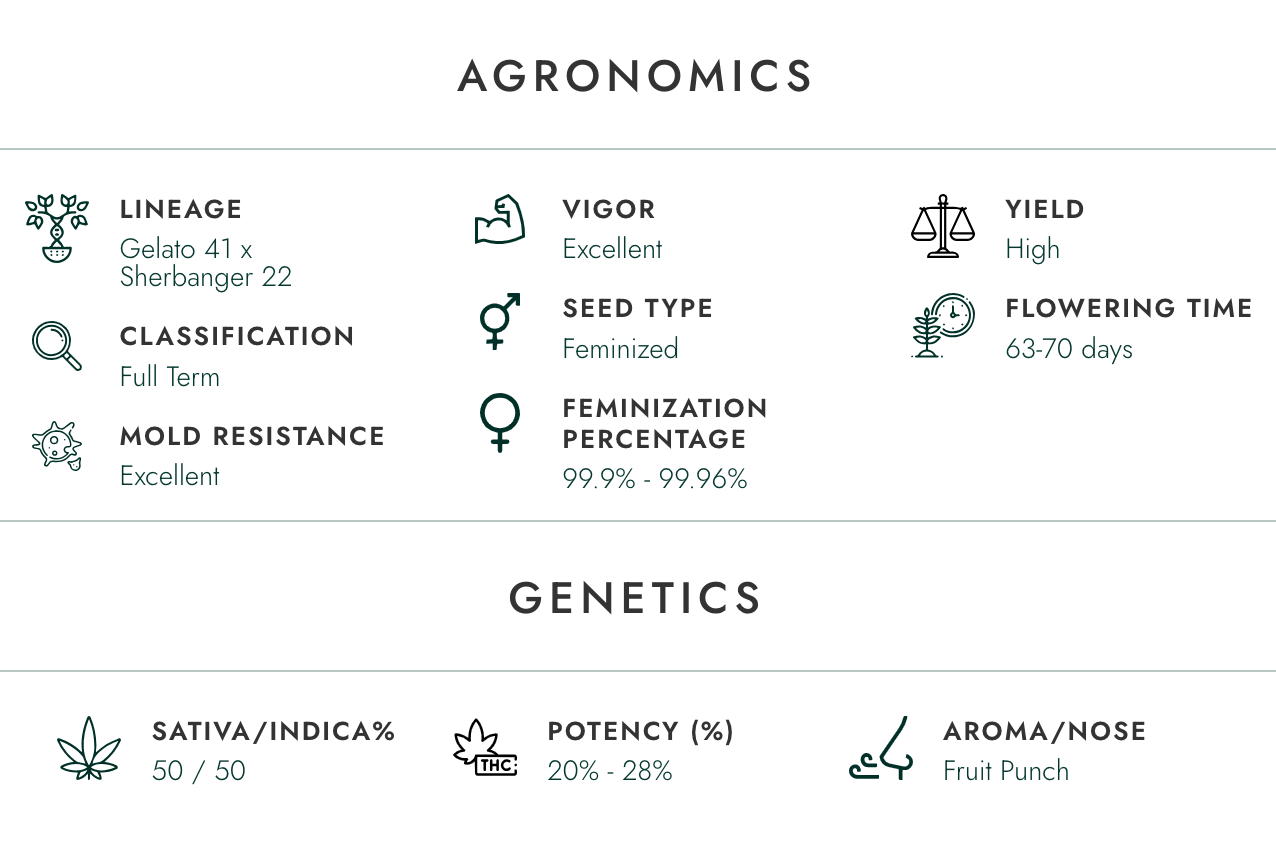 Atlas Blueberry Swirl | Indica