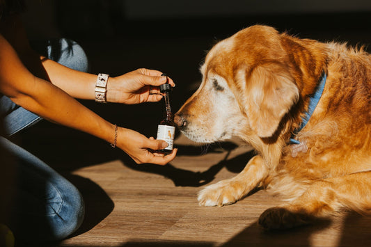 Can CBD Improve Your Pet’s Health?