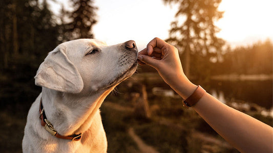Seasonal Pet Wellness: How CBD Can Help Your Furry Friends