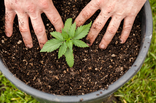 Cannabis Growing 101: A Beginner’s Guide to Cultivating Your Own Plants