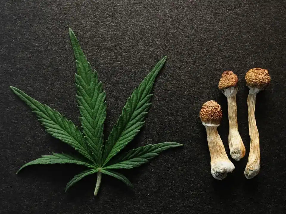 Mushrooms vs. CBD: Which One Works Better for Wellness?
