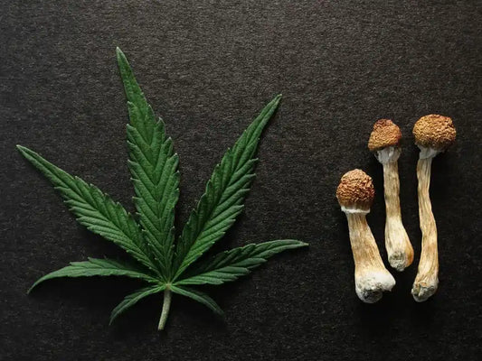 Mushrooms vs. CBD: Which One Works Better for Wellness?