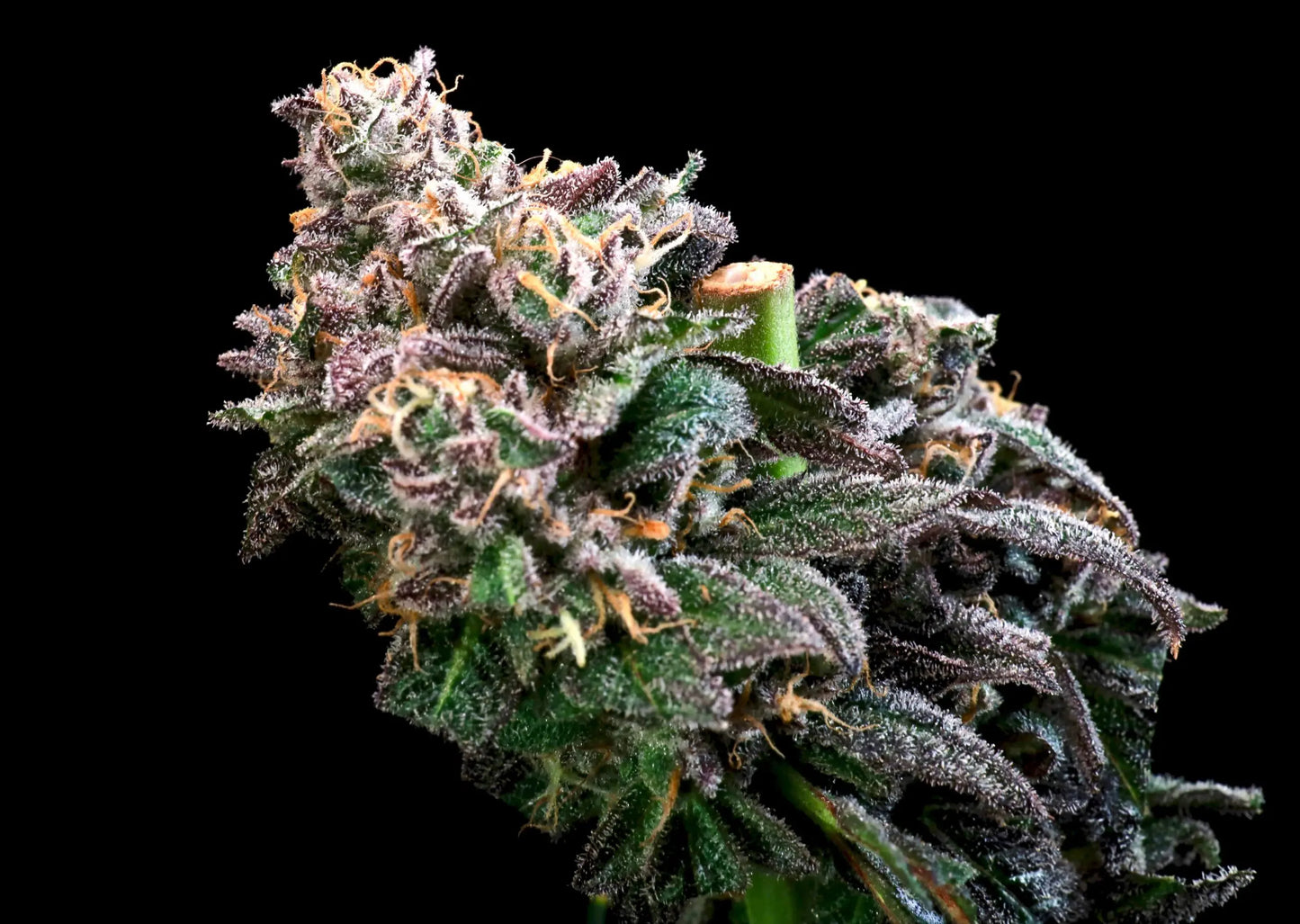 Atlas Seed Crazy Train image 0