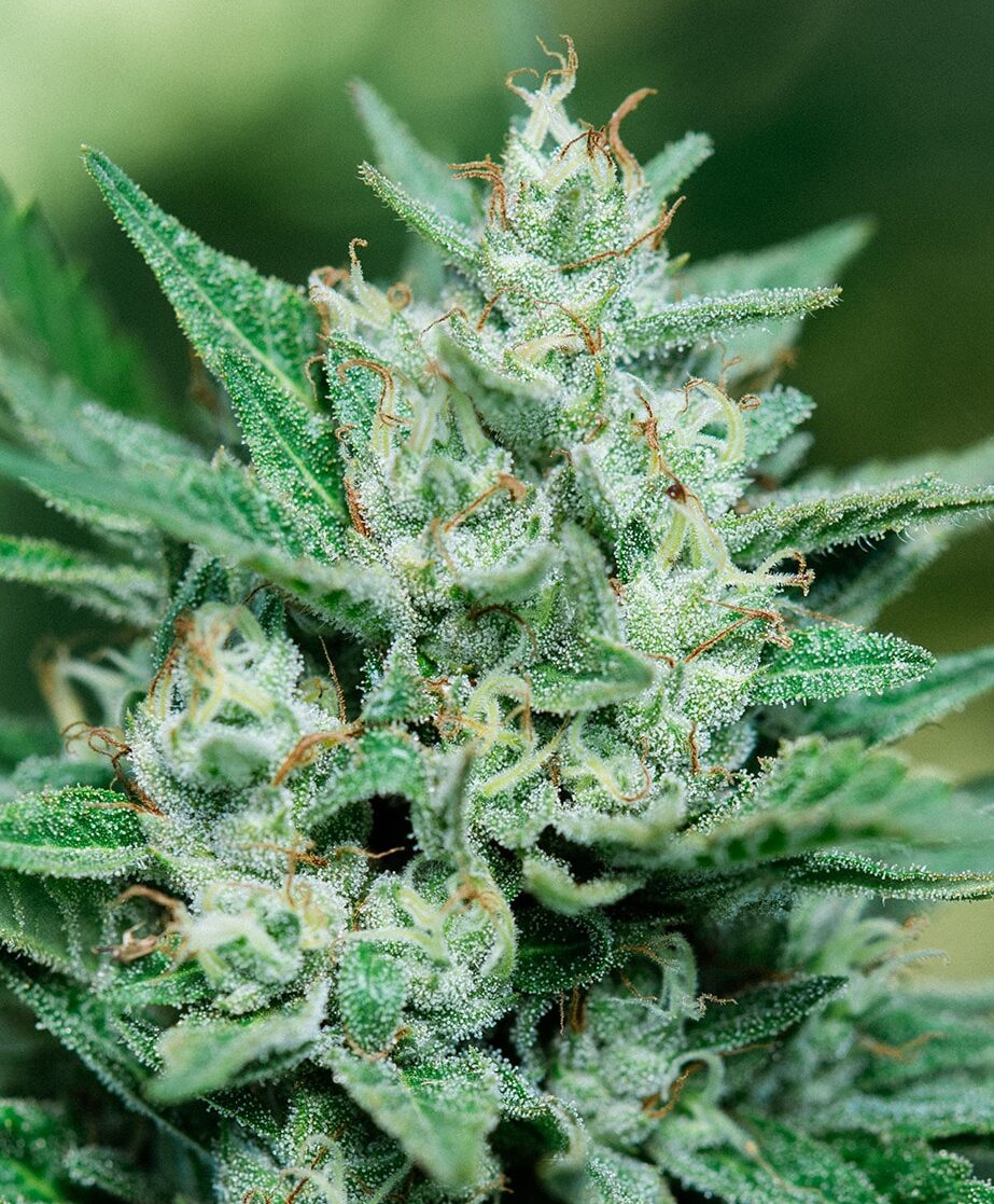 Atlas Green Papa Smurf | Sativa