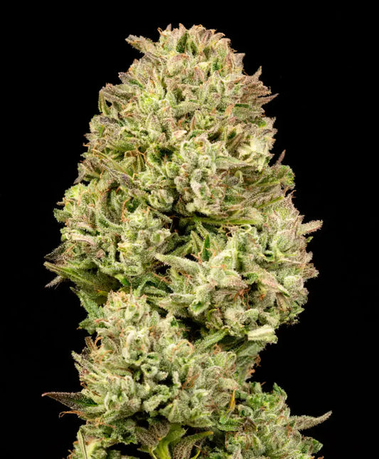 Atlas Seed Autoflowering Cananbis Seed | Pilot Light