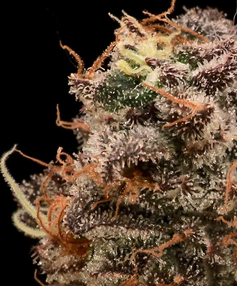 Atlas Sour Cherry Diesel | Hybrid