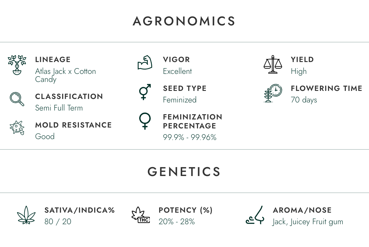 Atlas Crazy Train Hybrid