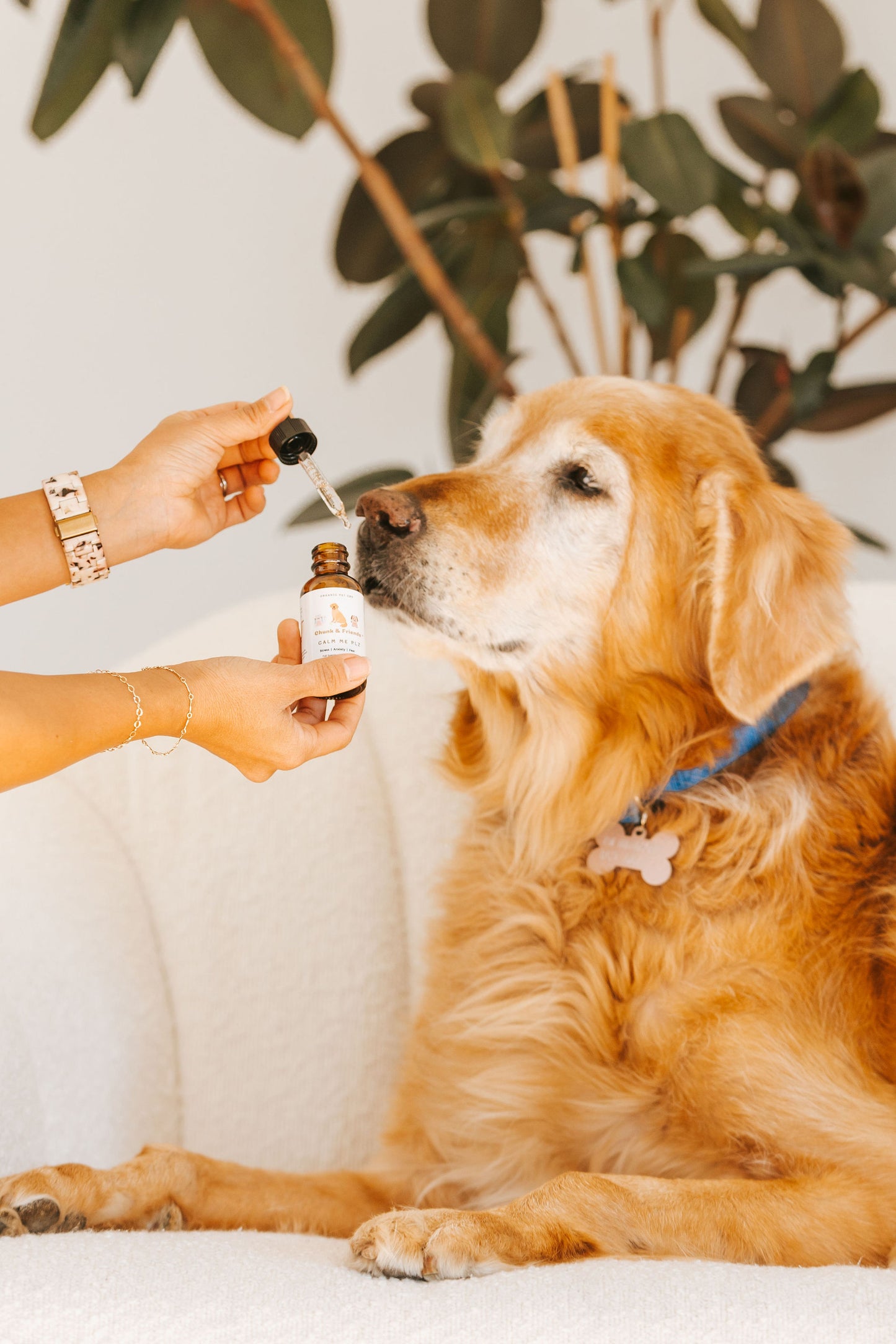 Chunk & Friends ™ Pet CBD Oil | SOOTHE ME PLZ (600mg)