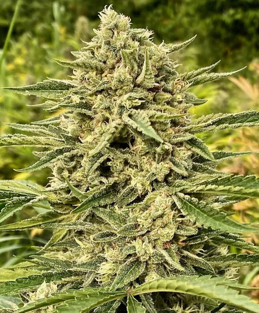 Atlas Seed Autoflowering Cannabis Seed | Blue Dream Auto