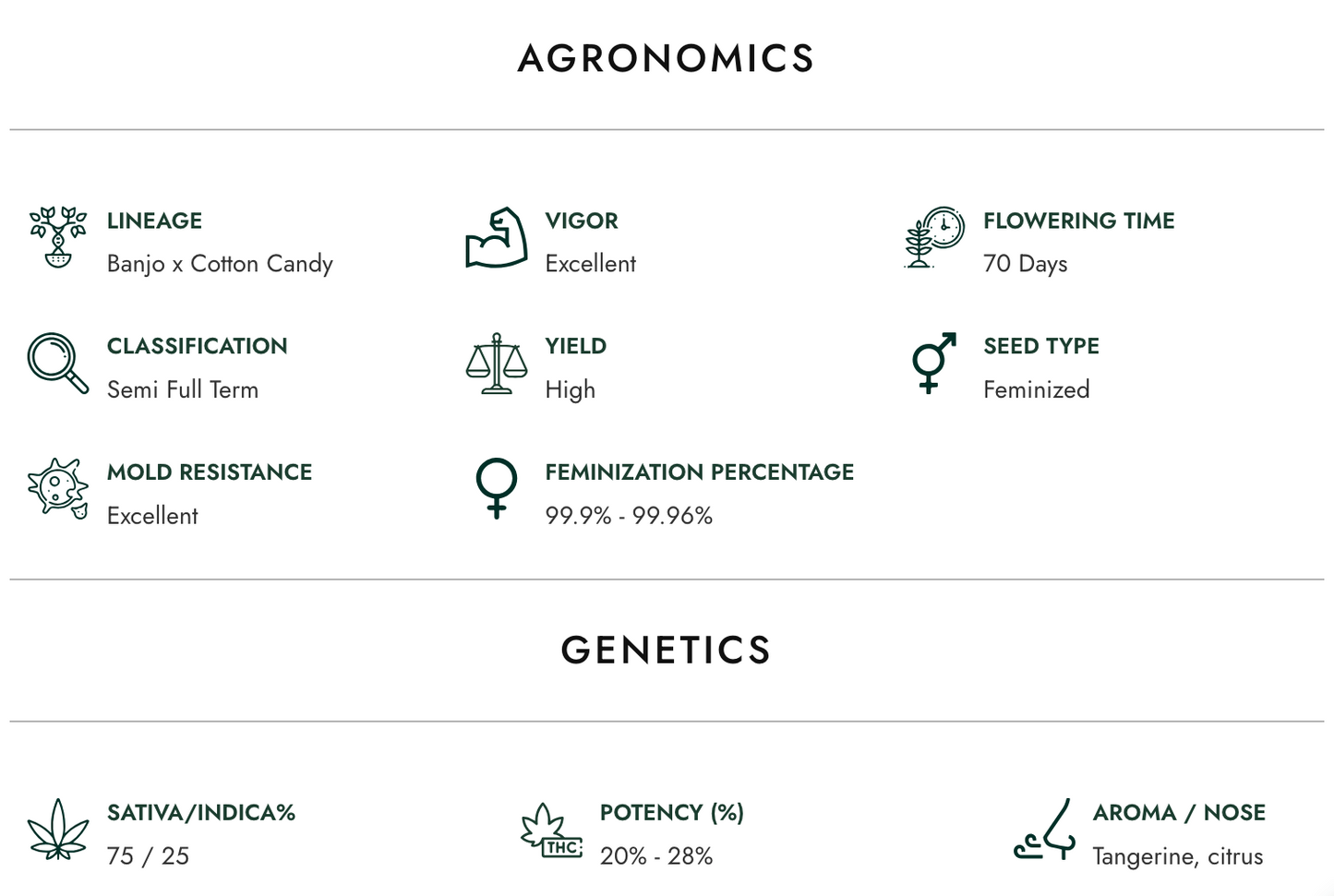 Atlas Banjerine | Sativa