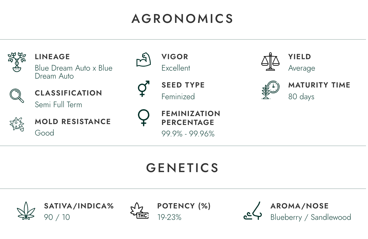 Atlas Blue Dream | Sativa