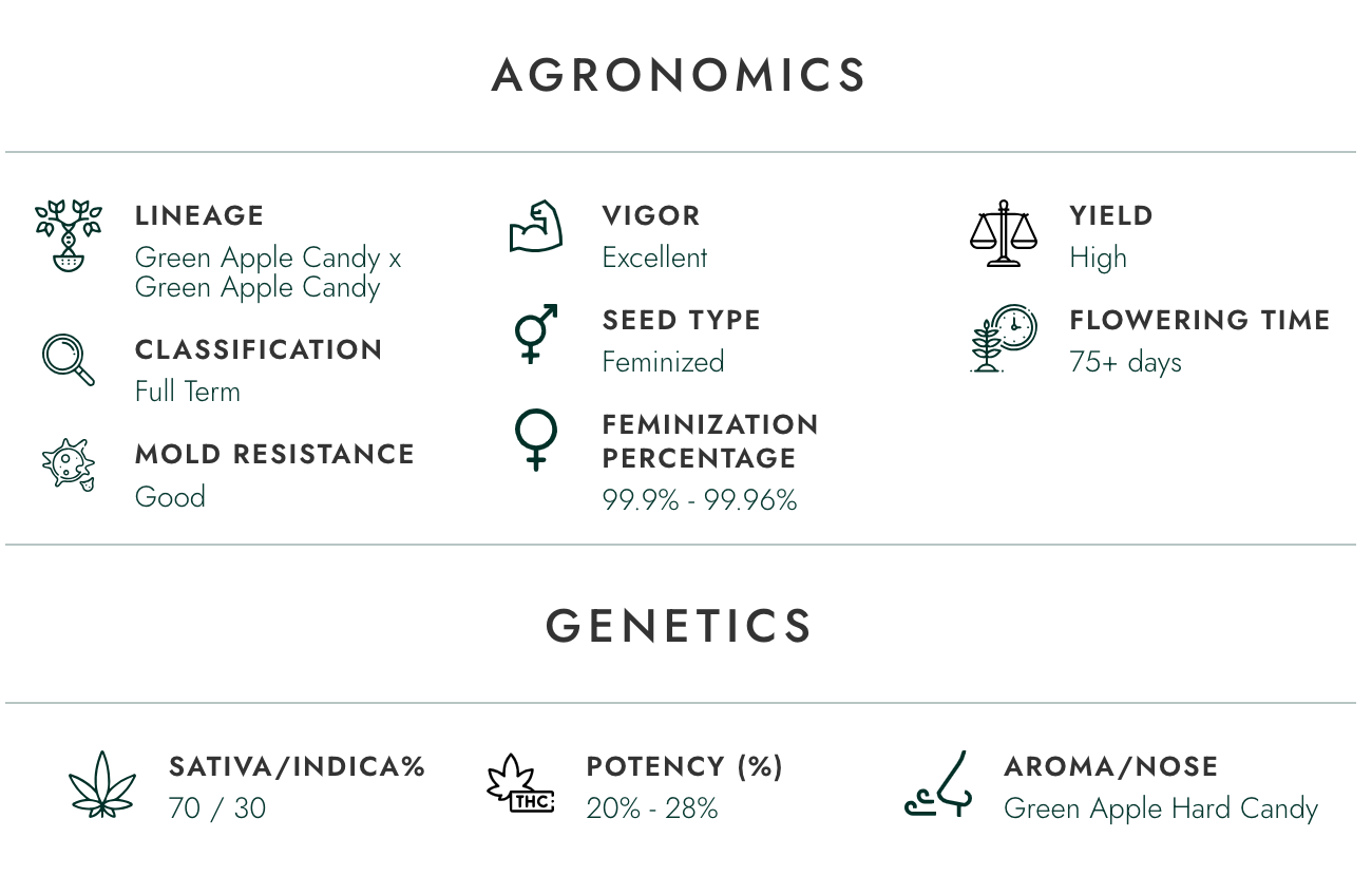 Atlas Green Apple Candy | Sativa