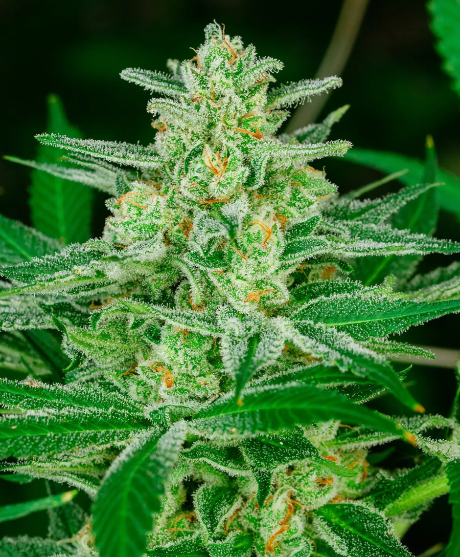 Atlas Seed Blue Dream Auto image 0