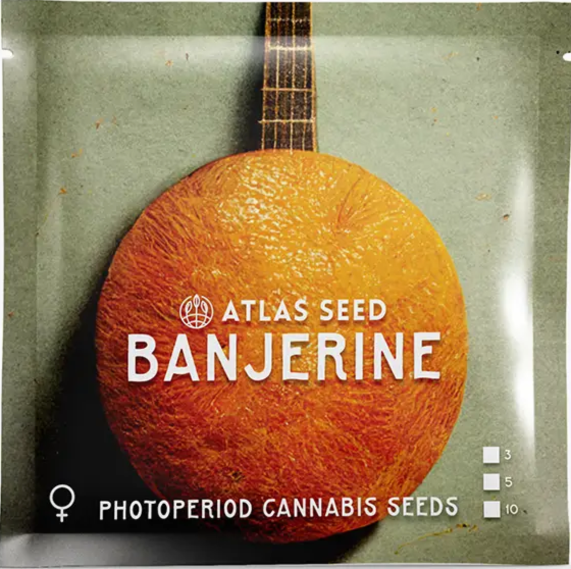 Atlas Seed Banjerine image 1
